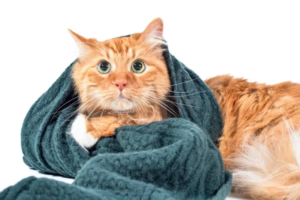 白い背景に暖かいスカーフでかわいい猫 暖房期の概念 ストック写真