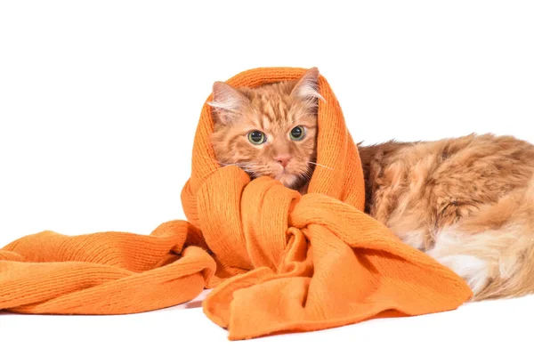 Chat Mignon Avec Écharpe Chaude Sur Fond Blanc Concept Saison Images De Stock Libres De Droits