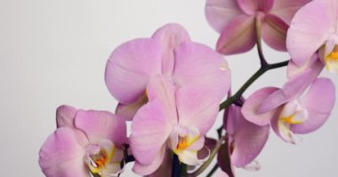 Beyaz arkaplanda güzel bir orkide dalı