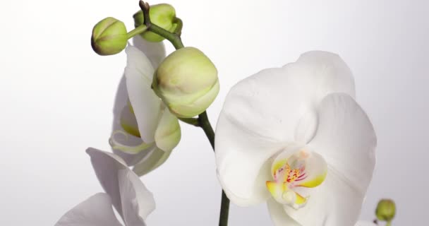 Rama Hermosa Orquídea Sobre Fondo Blanco — Vídeo de stock