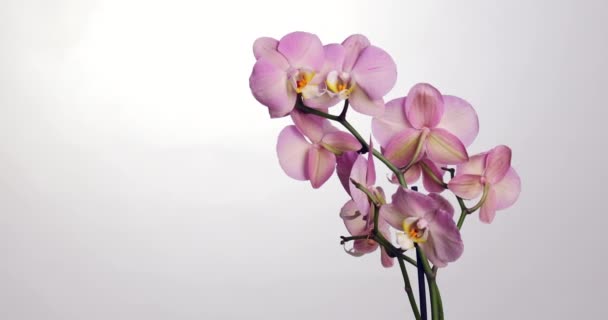 Rama Hermosa Orquídea Sobre Fondo Blanco — Vídeos de Stock