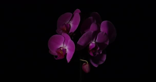 Rama Hermosa Orquídea Sobre Fondo Negro — Vídeos de Stock