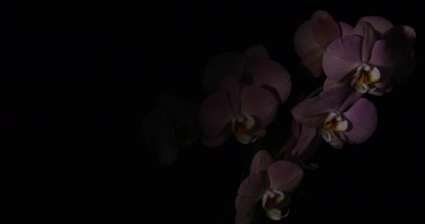 Zweig Der Schönen Orchidee Auf Schwarzem Hintergrund — Stockvideo