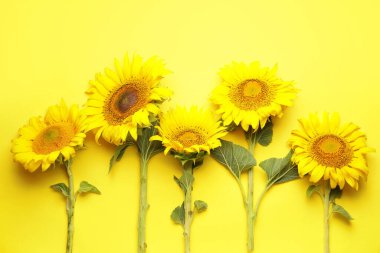 Renkli arkaplanda güzel ayçiçekleri