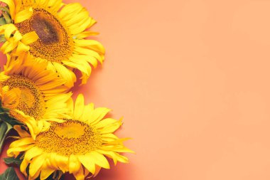 Renkli arkaplanda güzel ayçiçekleri