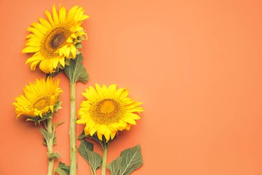 Renkli arkaplanda güzel ayçiçekleri