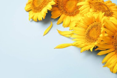 Renkli arkaplanda güzel ayçiçekleri