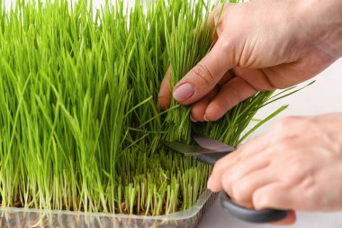 Kadın arka planda buğday çimeni kesiyor