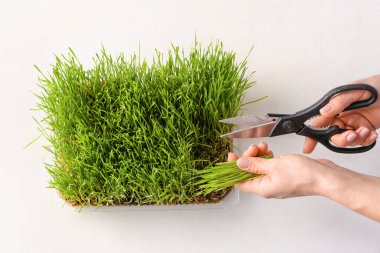 Kadın arka planda buğday çimeni kesiyor