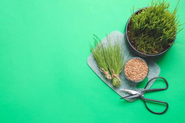 Taze buğday çimi, kabın içindeki tohumlar ve renk arkaplanda makas.