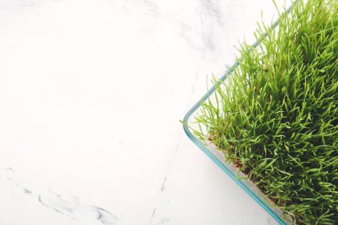 Beyaz arka planda taze buğday çimi