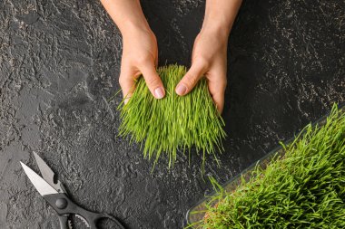Koyu arka planda taze buğday çimi ve makaslı kadın elleri.