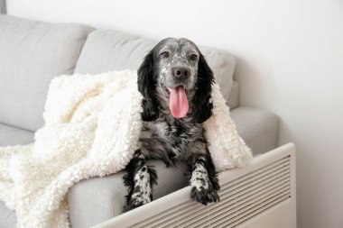 Evde ısıtıcının yanında sıcak ekoseli şirin bir köpek var. Isınma mevsimi kavramı