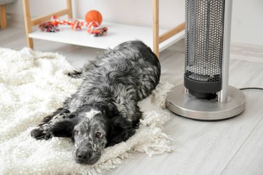 Evde ısıtıcının yanında sevimli bir köpek var. Isınma mevsimi kavramı