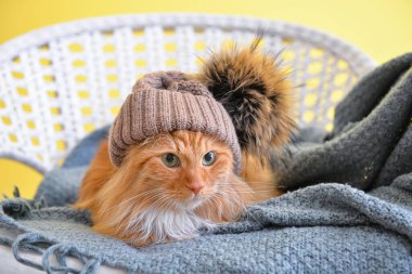 Evde sıcak ekoseli ve şapkalı şirin bir kedi var. Isınma mevsimi kavramı