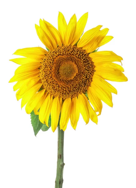 Hermoso Girasol Sobre Fondo Blanco — Foto de Stock