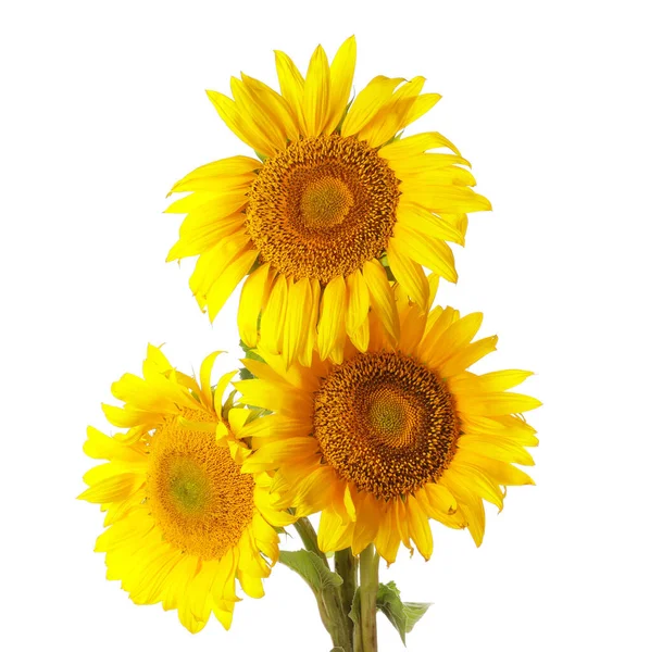 Beautiful Sunflowers White Background — Stock Photo, Image