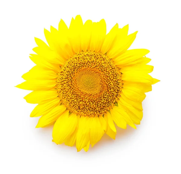 Hermoso Girasol Sobre Fondo Blanco — Foto de Stock