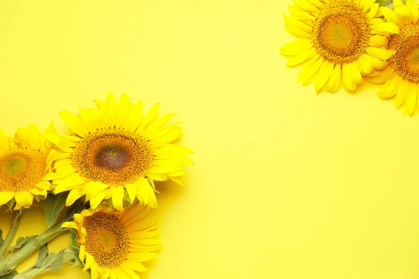 Piękne Słoneczniki Tle Koloru — Zdjęcie stockowe