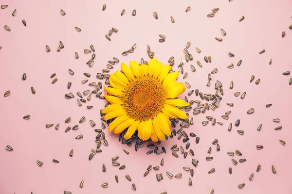 Beautiful Sunflower Seeds Color Background — Stock Photo, Image
