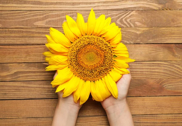 Female Hands Beautiful Sunflower Wooden Background — Stock Photo, Image