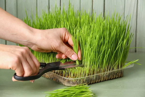 Woman Cutting Wheatgrass Wooden Background — Stock Photo, Image