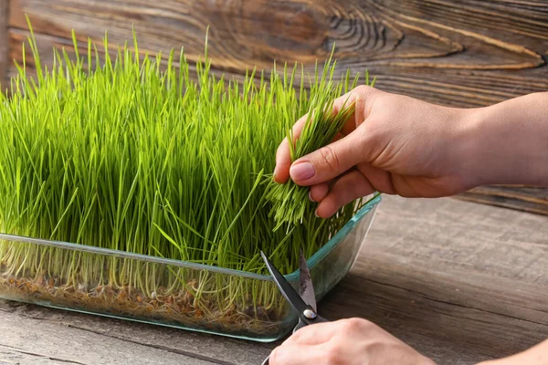 Woman Cutting Wheatgrass Wooden Background — Stock Photo, Image