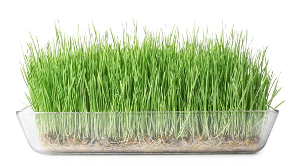 Fresh Green Wheatgrass Bowl White Background — Stock Photo, Image