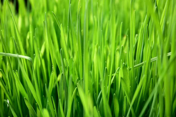 Grama Trigo Verde Fresca Como Fundo — Fotografia de Stock