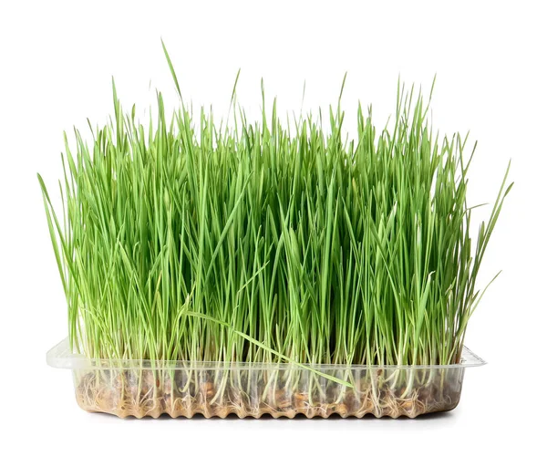 Fresh Green Wheatgrass Plastic Container White Background — Stock Photo, Image