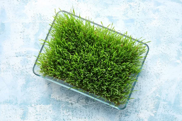 Fresh Wheatgrass Bowl Color Background — Stock Photo, Image