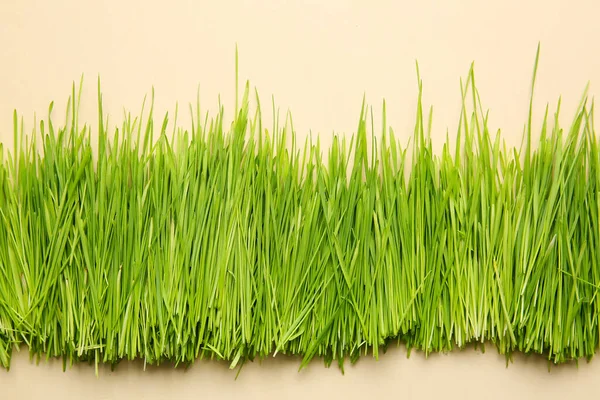 Fresh Green Wheatgrass Color Background — Stock Photo, Image