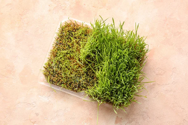 Fresh Wheatgrass Bowl Color Background — Stock Photo, Image