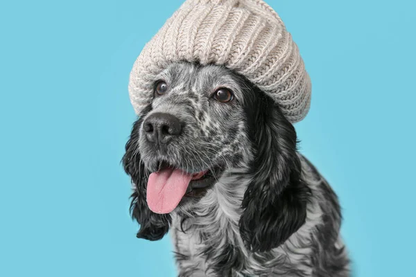 色の背景に暖かい帽子をかぶってかわいい犬 暖房期の概念 — ストック写真