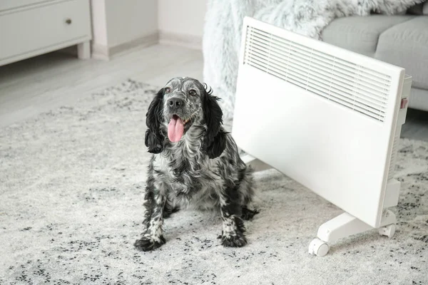 Cute Dog Convector Heater Home Concept Heating Season — Stock Photo, Image