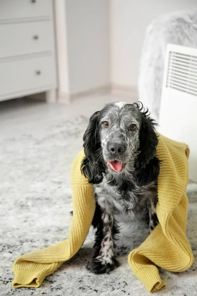 Słodki Pies Ciepłym Swetrem Domu Koncepcja Sezonu Grzewczego — Zdjęcie stockowe
