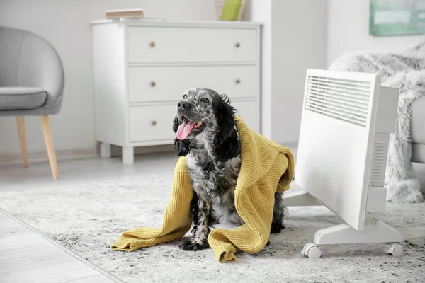 Sød Hund Med Varm Sweater Nær Konvektorvarmer Derhjemme Begrebet Varmesæson - Stock-foto