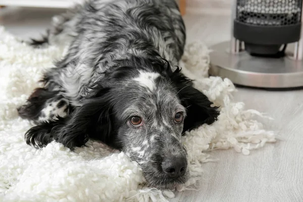 Cute Dog Lying Plaid Home Concept Heating Season — Stock Photo, Image