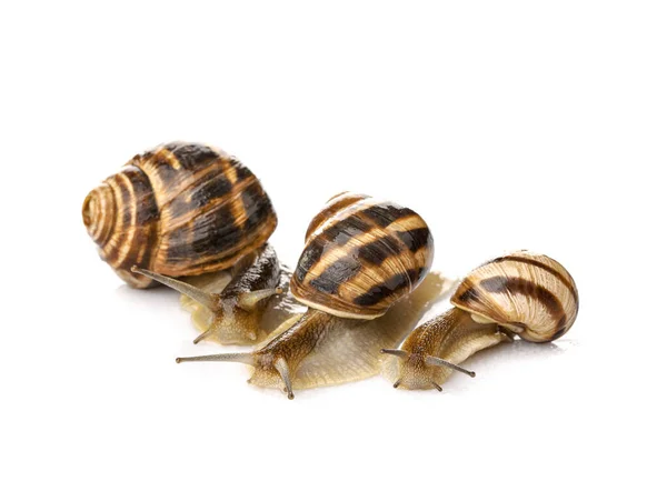 Grapevine Snails White Background — Stock Photo, Image