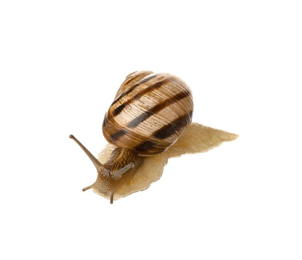 Grapevine Snail White Background — Stock Photo, Image