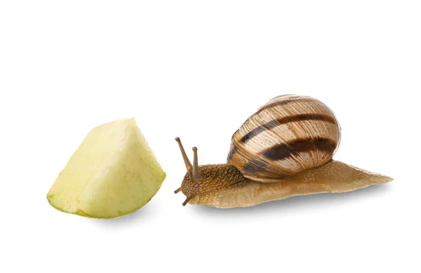 Weinbergschnecke Auf Weißem Hintergrund — Stockfoto