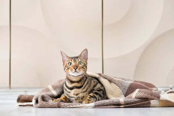 Gato Bonito Com Xadrez Quente Casa Conceito Estação Aquecimento — Fotografia de Stock