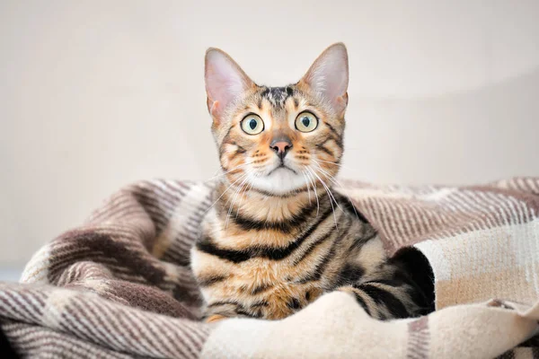 Leuke Kat Met Warme Ruitjes Thuis Begrip Verwarmingsseizoen — Stockfoto