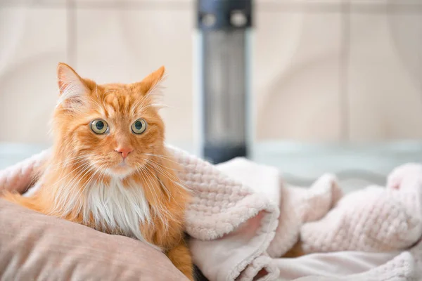 Cute Cat Warm Plaid Electric Heater Home Concept Heating Season — Stock Photo, Image