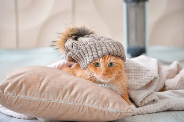 근처에 플라스미드와 모자를 귀여운 고양이 계절의 — 스톡 사진