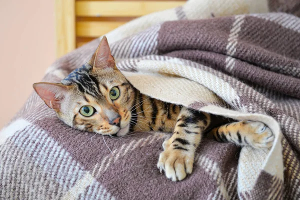 Söt Katt Med Varm Rutig Hemma Begreppet Uppvärmningssäsong — Stockfoto