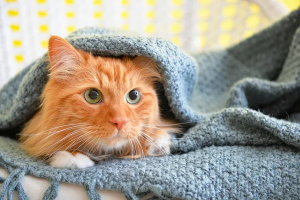 Söt Katt Med Varm Rutig Hemma Begreppet Uppvärmningssäsong — Stockfoto