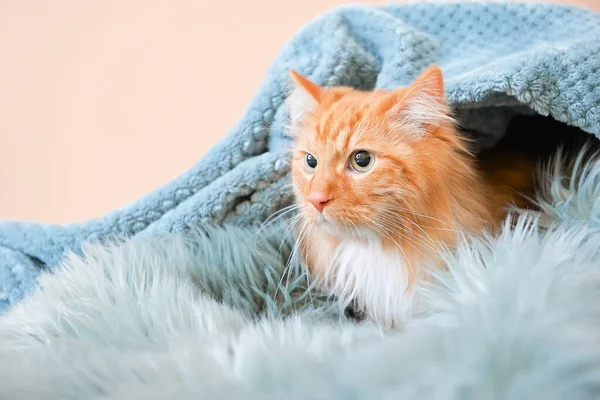Cute Cat Warm Plaid Home Concept Heating Season — Stock Photo, Image