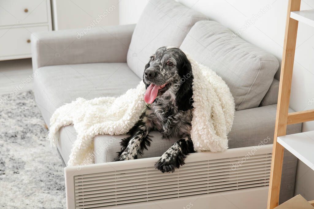 Cute dog with warm plaid near convector heater at home. Concept of heating season