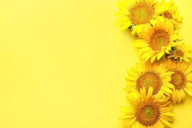 Renkli arkaplanda güzel ayçiçekleri